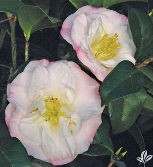 Dr. Tinsley Camellia, Camellia japonica 'Dr. Tinsley'